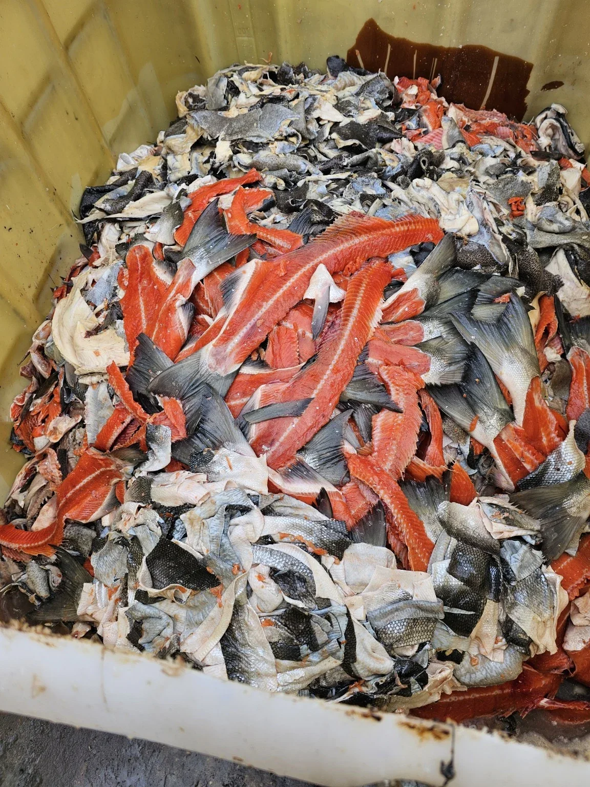 Selected fish-processing by-products collected for controlled assessment