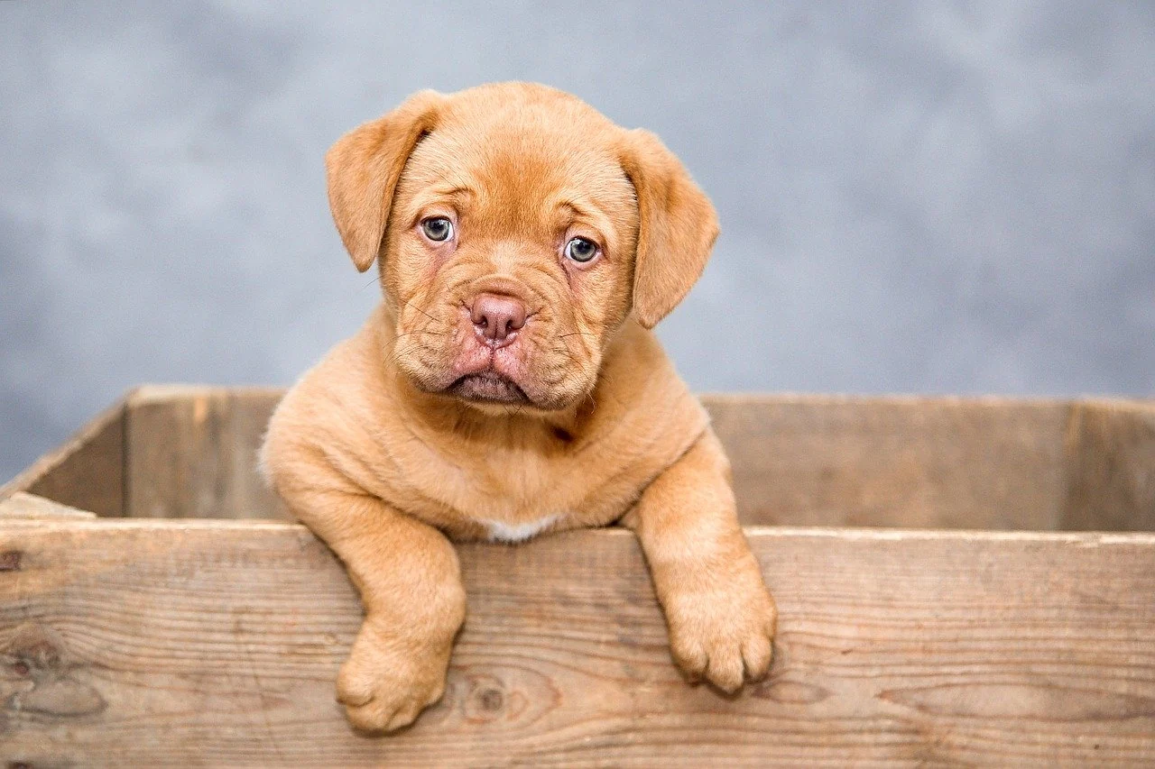 Puppy representing animal nutrition and care