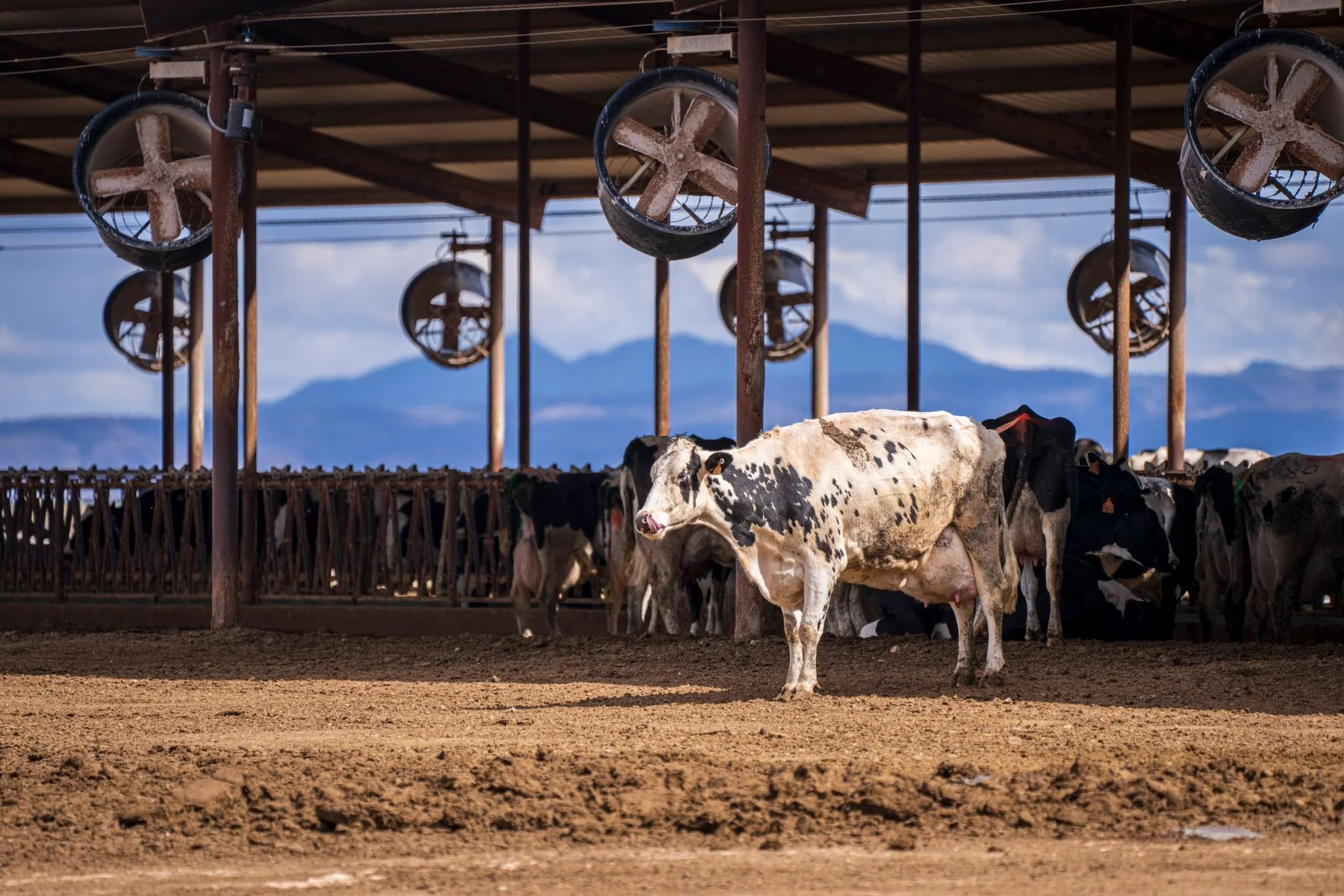 Livestock facility: cattle housing